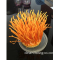 Gold Color Cordyceps Flowers/ Cordycep Militaris Mushrooms